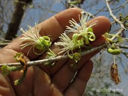 Alangium lamarckii flower7.jpg